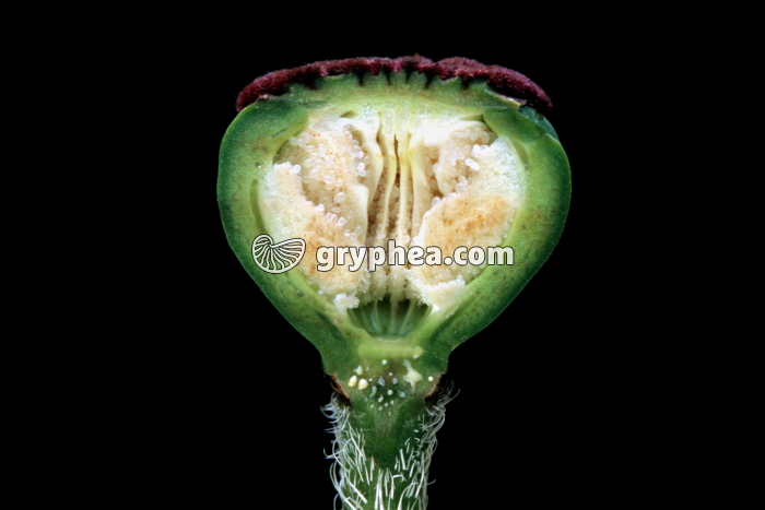 Pavot (Papaver somniferum) - Fruit en CL - gryphea.com